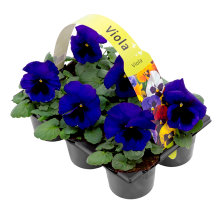 Penséer Ø9 cm 6-pack